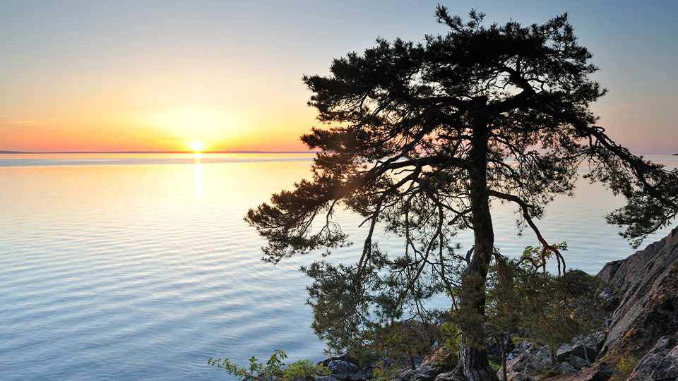 Träd vid havet i soldnedgång