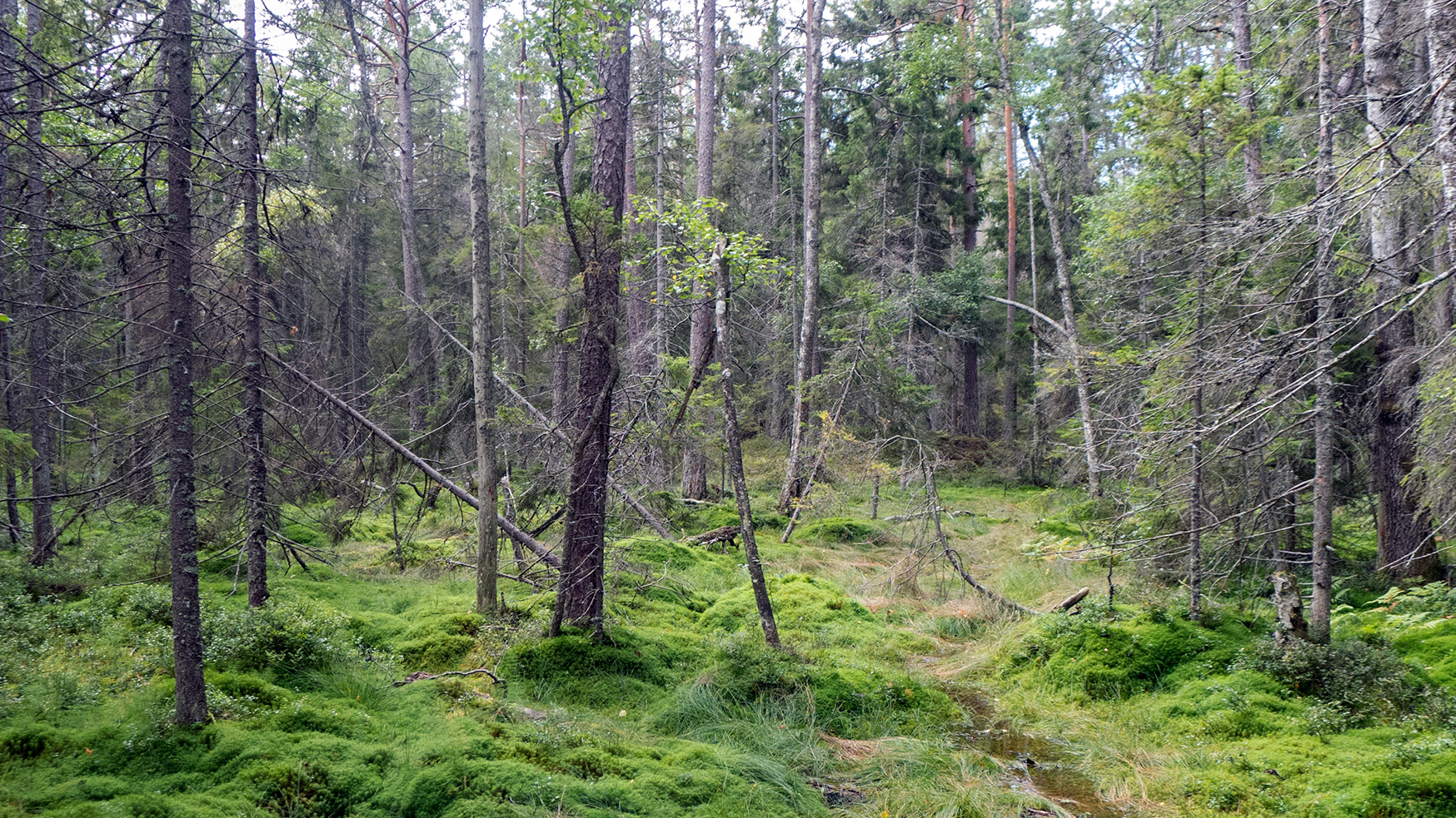 Lummig sumpskog.